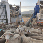 Cargando las ovejas en Brazatortas
