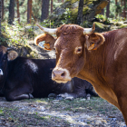 Vacas en ganadería extensiva.
