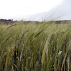 Campo de cereal en la provincia de Soria.