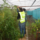 Plantación ilegal descubierta por la Guardia Civil en Soria.