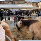 La Feria de Berlanga recupera la presencia de animales