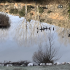 Varias aves posadas sobre los palos del Duero en Soria en la fría mañana de este sábado.