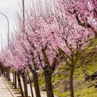 Flores por el estallido de la primavera en pleno marzo
