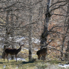 Corzos en un monte de Castilla y León.