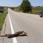 Un corzo muerto en el arcén de una carretera de la provincia.