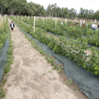 Plantación ecológica de frutos rojos en El Royo.