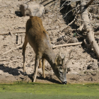 Macho de corzo bebiendo en una charca.