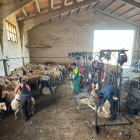 Esquileo de ovejas en Soria.