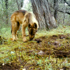 Lobo ibérico.