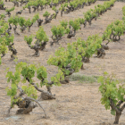 Viñedos en Soria.