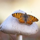 Detalle de una de las fotografías de 'Setas & bichos'.