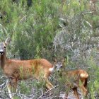 Un par de corzos en el monte.