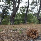 Pinos en un monte.