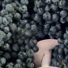 Es época de vendimia y la Ribera del Duero de Soria ya trabaja el fruto de la vid para convertirlo en su prestigioso vino. Es el caso de Bodegas y Viñedos de Postín, en Zayas de Báscones, que en este vídeo resume un proceso que nace en el campo, pasa por la bodega y termina en la botella.