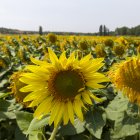 Finca de girasoles en Soria.