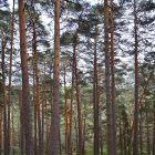 Bosque del término de Covaleda.