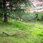 Rama caída de un árbol este lunes 7 en un parque de la capital.