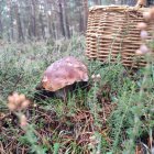 Un boletus asoma esta misma semana en el Parque Micológico Montes de Soria.