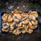 Caja repleta de níscalos cogidos recientemente en un monte de Soria.