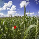 Cultivo en ecológico en la provincia de Soria.