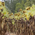 Finca de girasoles en la provincia.