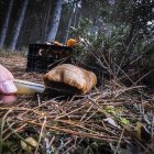 Se han incautado 2.500 kilos de setas, un 25% menos que en 2023