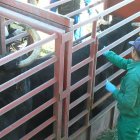 Vacunando animales en una explotación de Salamanca.