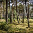 Bosque de pinos.