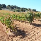 Viñedo en la provincia de Soria.