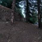 La secuoya y dos cedros que han sido talados en el parque del Castillo de Soria.
