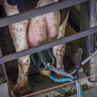 Vacuno de leche en Soria