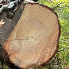 Tronco de un árbol en un monte de Soria tras trabajos forestales.
