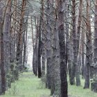 Bosque en la provincia de Soria.