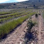 Parcela de lavandín con encina micorrizada en la localidad soriana de San Felices.