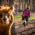 Las distintas especies disfrutan de un espacio envidiable