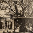 El emblemático Árbol de la Música de Soria era un olmo.