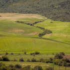 Imagen de archivo de un campo de trigo.