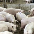 Cuenta con 13.000 cerdas reproductoras de capa blanca y 7.000 de ibérico.