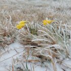 Narcisos primaverales congelados.