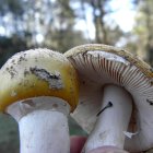 Ejemplares de setas en Castilla y León.