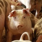 Cerdos en una granja