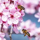 Abejas polinizando flores.