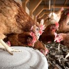 Gallinas en una explotación.