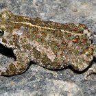 Las copiosas lluvias de los últimos meses son muy positivas para las poblaciones de reptiles y anfibios que habitan en Soria.
