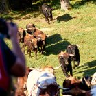 El rápido encierro matutino y el ambiente protagonizan la mañana del Lavalenguas en Valonsadero.