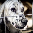 Imagen de archivo de un animal recogido por la protectora Redención, de Soria.