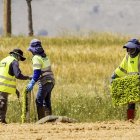 Trabajadores de Florette plantan las primeras lechugas.