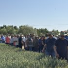 300 agricultores visitan los campos de ensayo de Almazán.