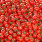 Los tomates, una planta de importancia global por su consulo.