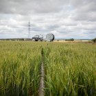El agro soriano espera la mejor cosecha de cereal de invierno desde 2021.